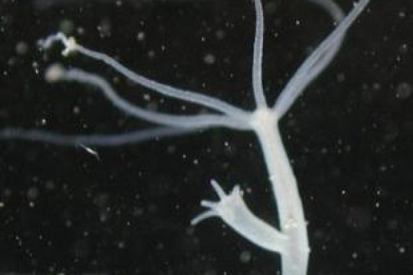 Кракен упал